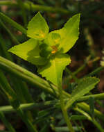 Imagem de Euphorbia arguta Banks & Sol.