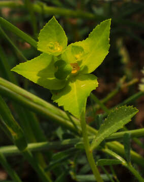 Image of Euphorbia arguta Banks & Sol.