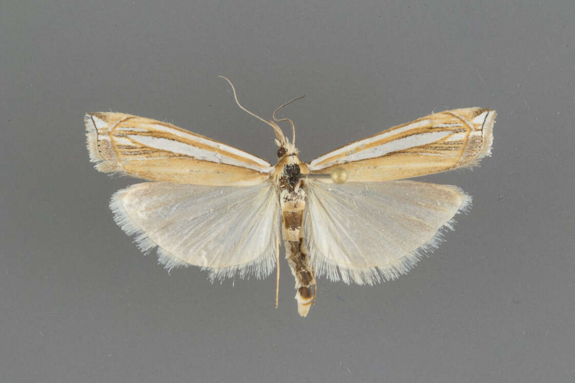 Image of Crambus angustexon Bleszynski 1962