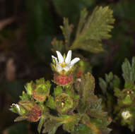 Слика од Horkelia californica subsp. californica