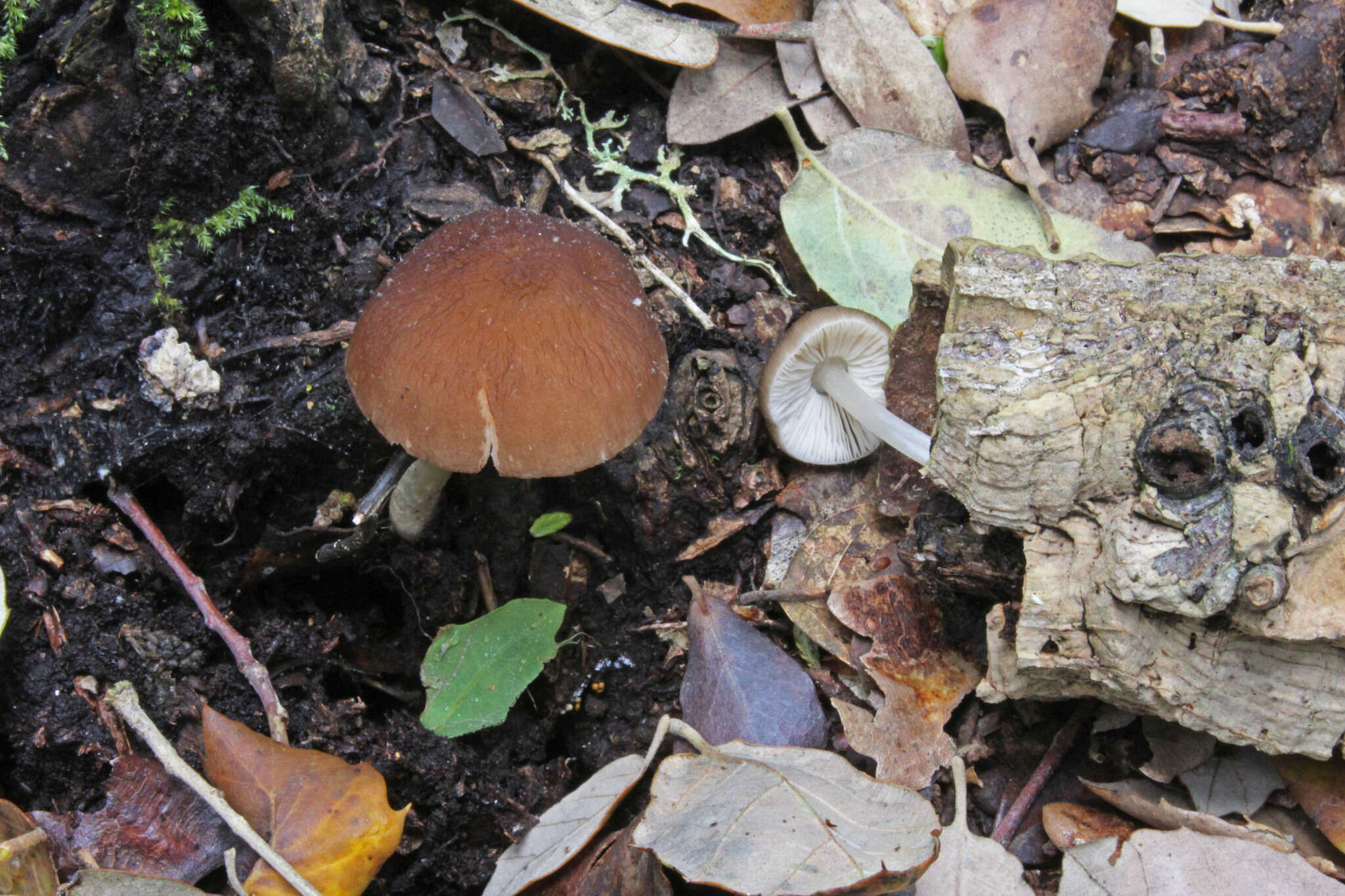 Imagem de Pluteus phlebophorus (Ditmar) P. Kumm. 1871