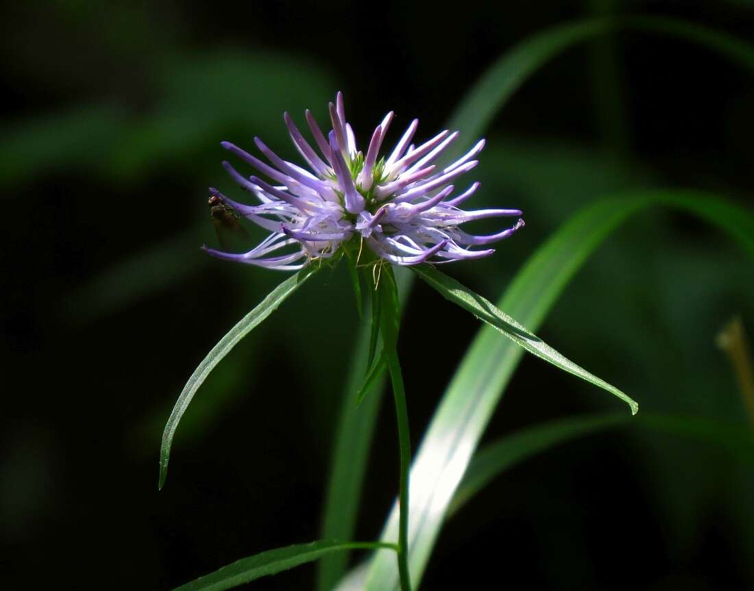 Image of Phyteuma scheuchzeri subsp. columnae (E. Thomas) Bech.