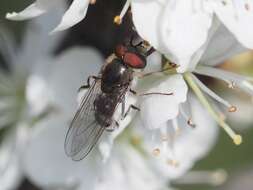 Platycheirus ambiguum (Fallén 1817) resmi