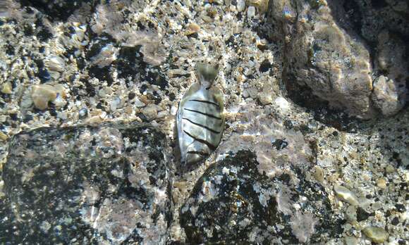 Image of Convict Surgeonfish