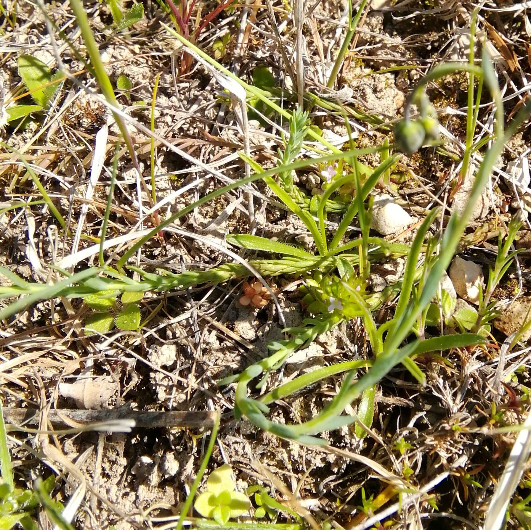 Image of Linum austriacum subsp. tommasinii (Rchb.) Greuter & Burdet