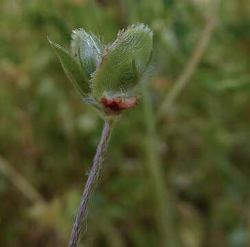 Image of <i>Anthyllis circinnata</i>