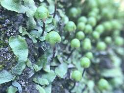 Image of Asterella bolanderi (Austin) Underw.