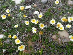 Image of entireleaf mountain-avens