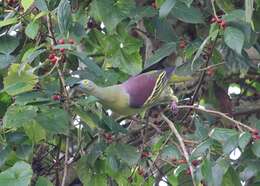 Image of Grey-cheeked Green Pigeon