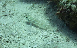 Image of Bridled Goby