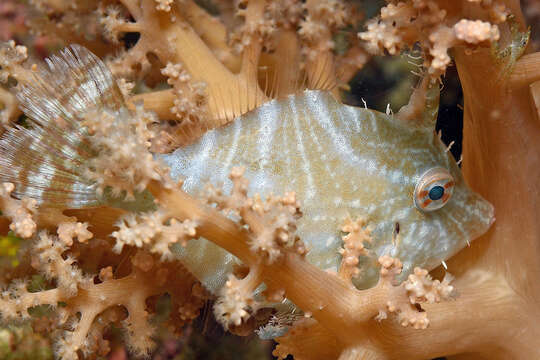 Image of Flower-coral Filefish