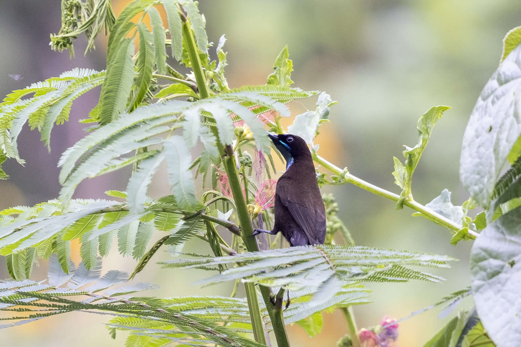 Image of Green-throated Sunbird