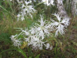 صورة Dianthus superbus subsp. stenocalyx (Trautv.) Kleopow