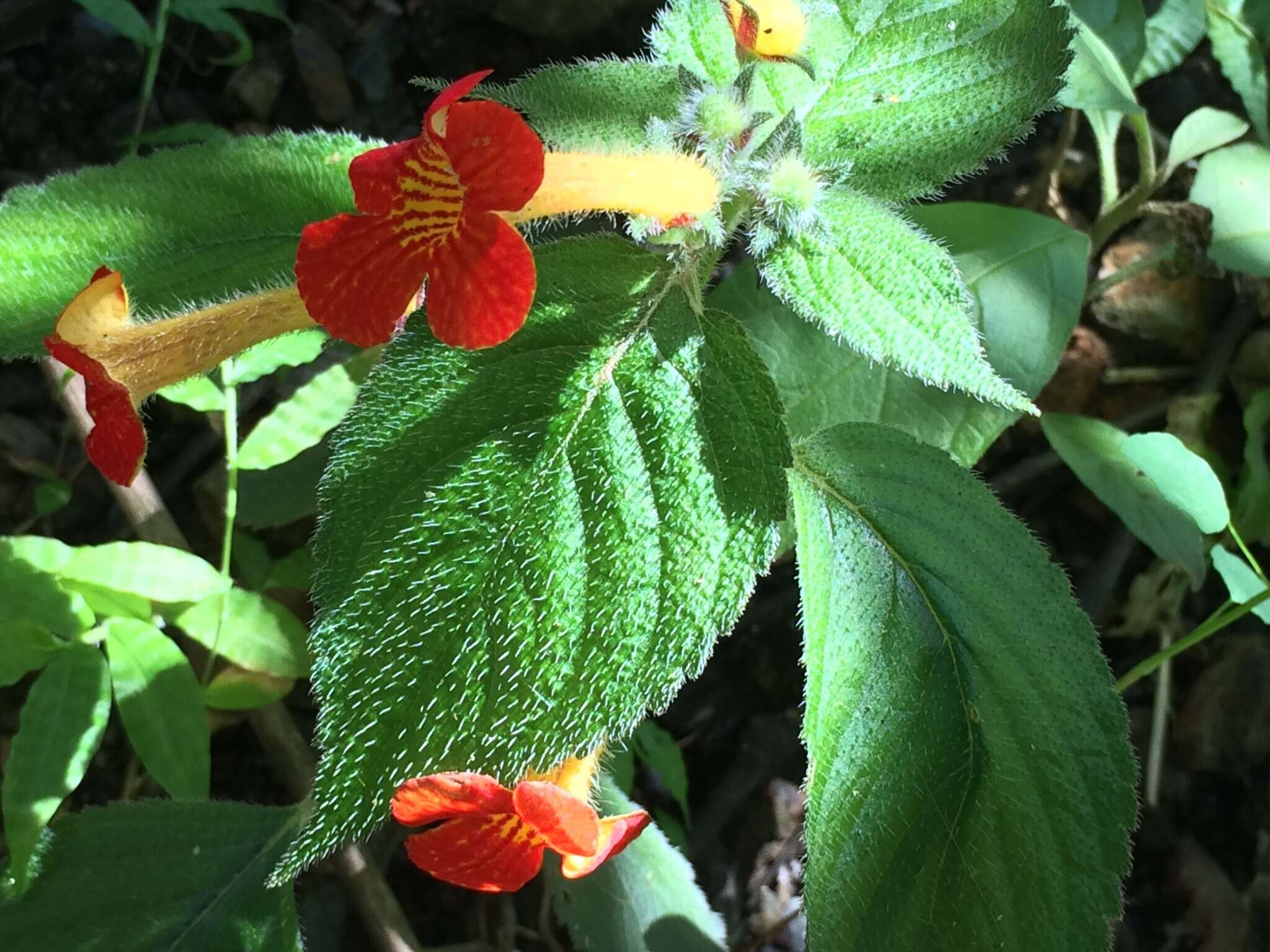 Imagem de Achimenes antirrhina (DC.) C. V. Morton