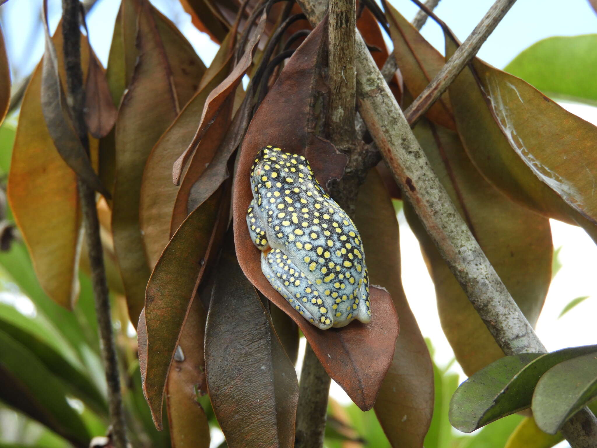 Imagem de Heterixalus alboguttatus (Boulenger 1882)