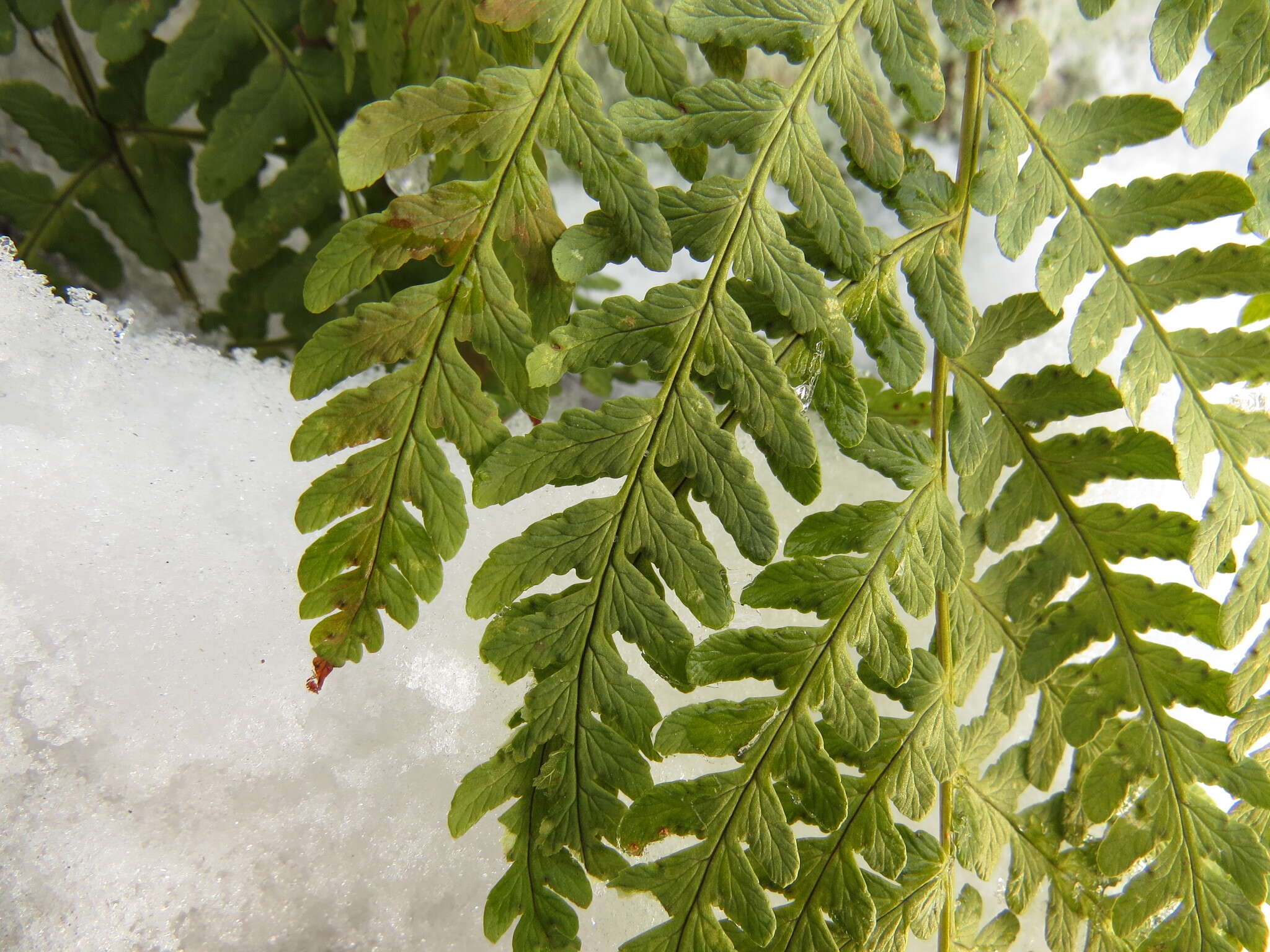 Image of marginal woodfern