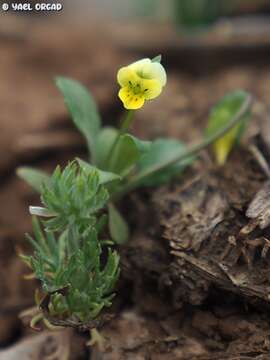 صورة Viola modesta Fenzl