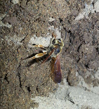 Andrena prunorum Cockerell 1896 resmi