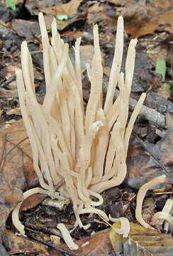 Clavaria fumosa Pers. 1796 resmi