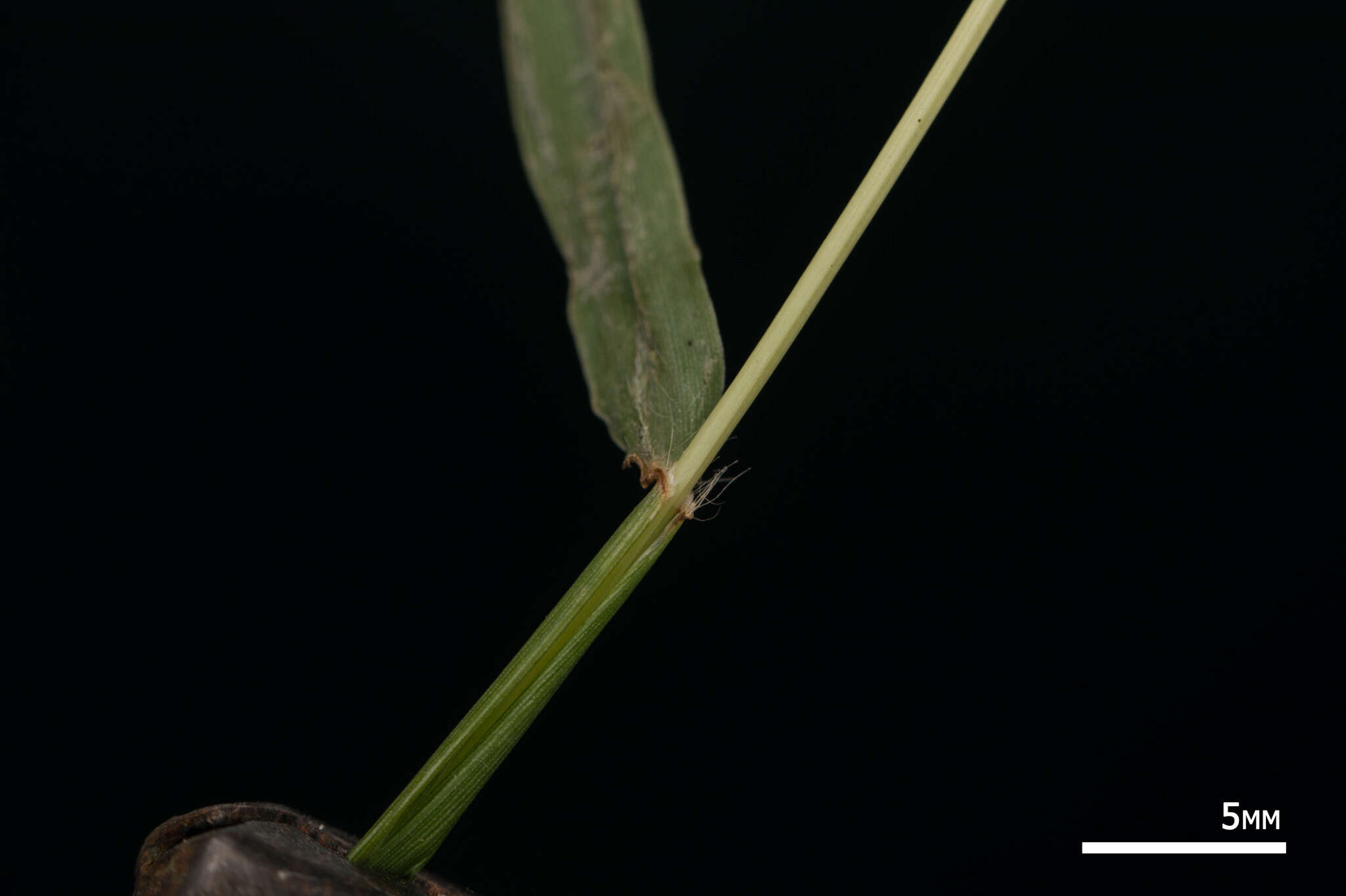 Image of pitted beardgrass