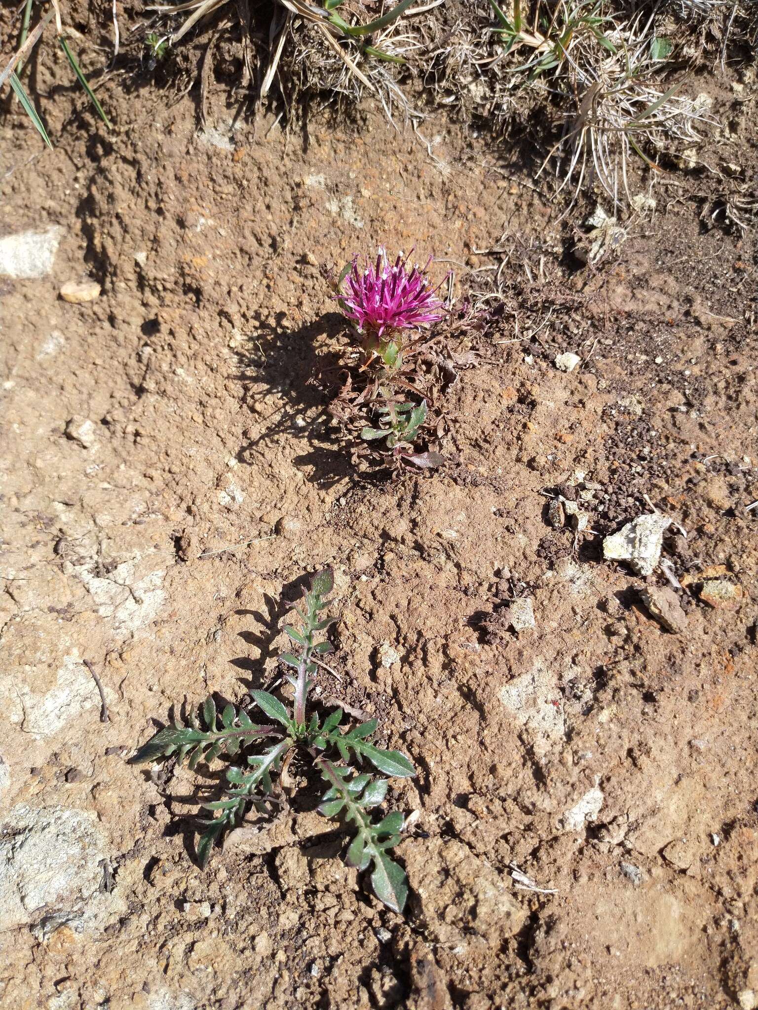 Слика од Centaurea borjae E. Valdes-Bermejo & S. Rivas Goday