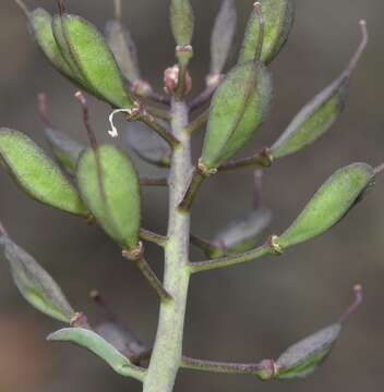 Image of Noccaea nevadensis (Boiss. & Reut.) F. K. Mey.