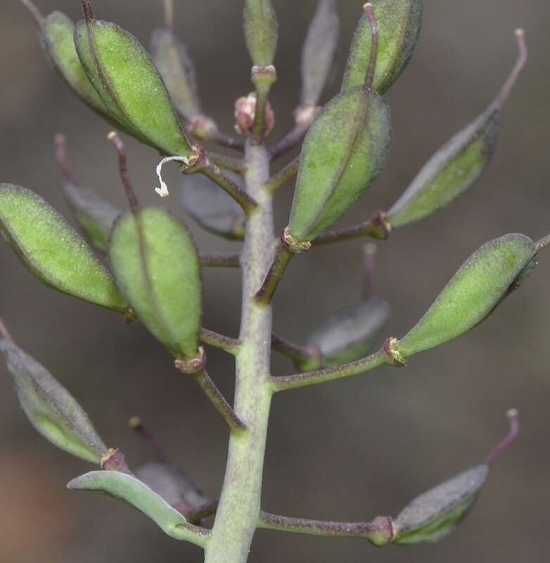 Image of Noccaea nevadensis (Boiss. & Reut.) F. K. Mey.