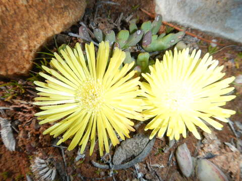 Image of Cheiridopsis namaquensis (Sonder) Hartmann