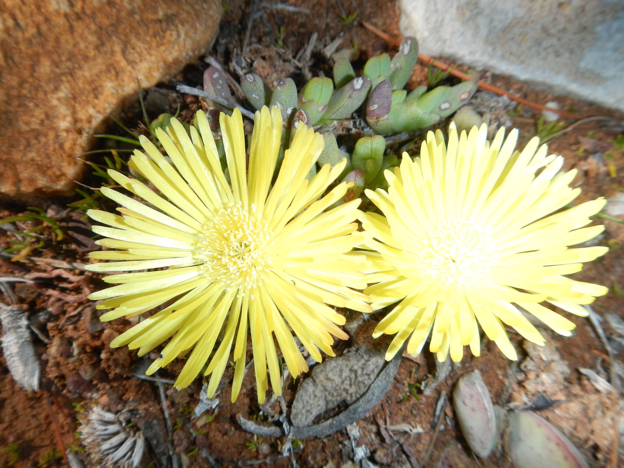 Image of Cheiridopsis namaquensis (Sonder) Hartmann