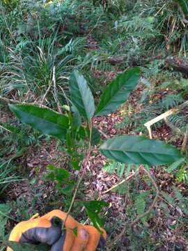 Image of Itea parviflora Hemsl.