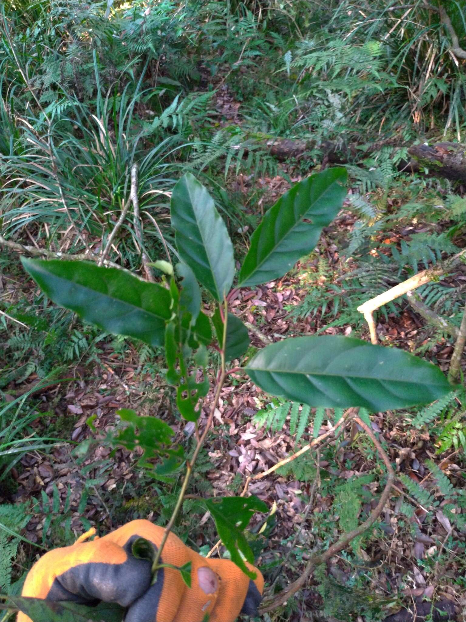 Image of Itea parviflora Hemsl.