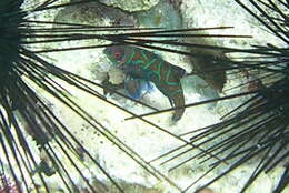Image of Mandarinfish