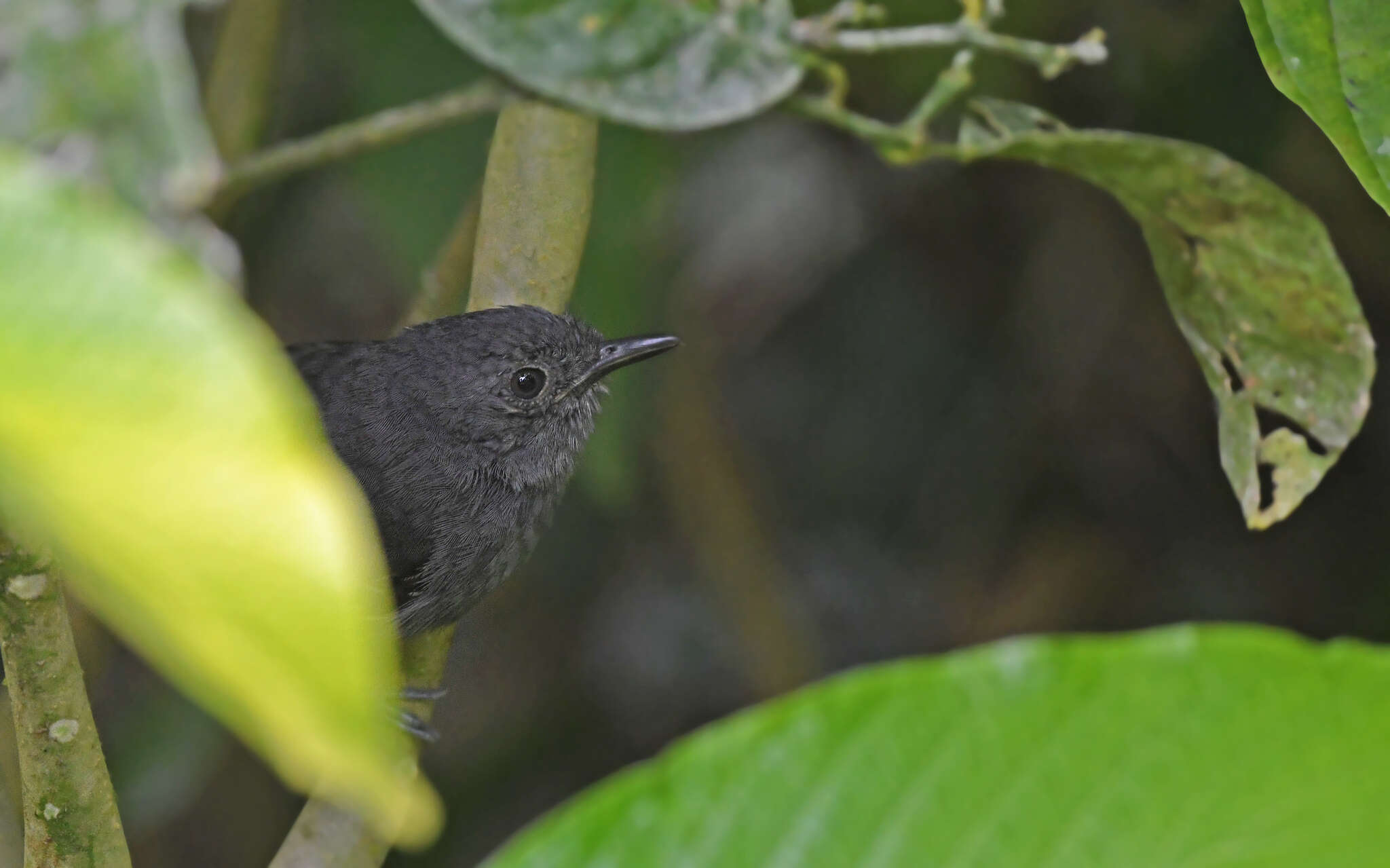 Image of Parker's Antbird