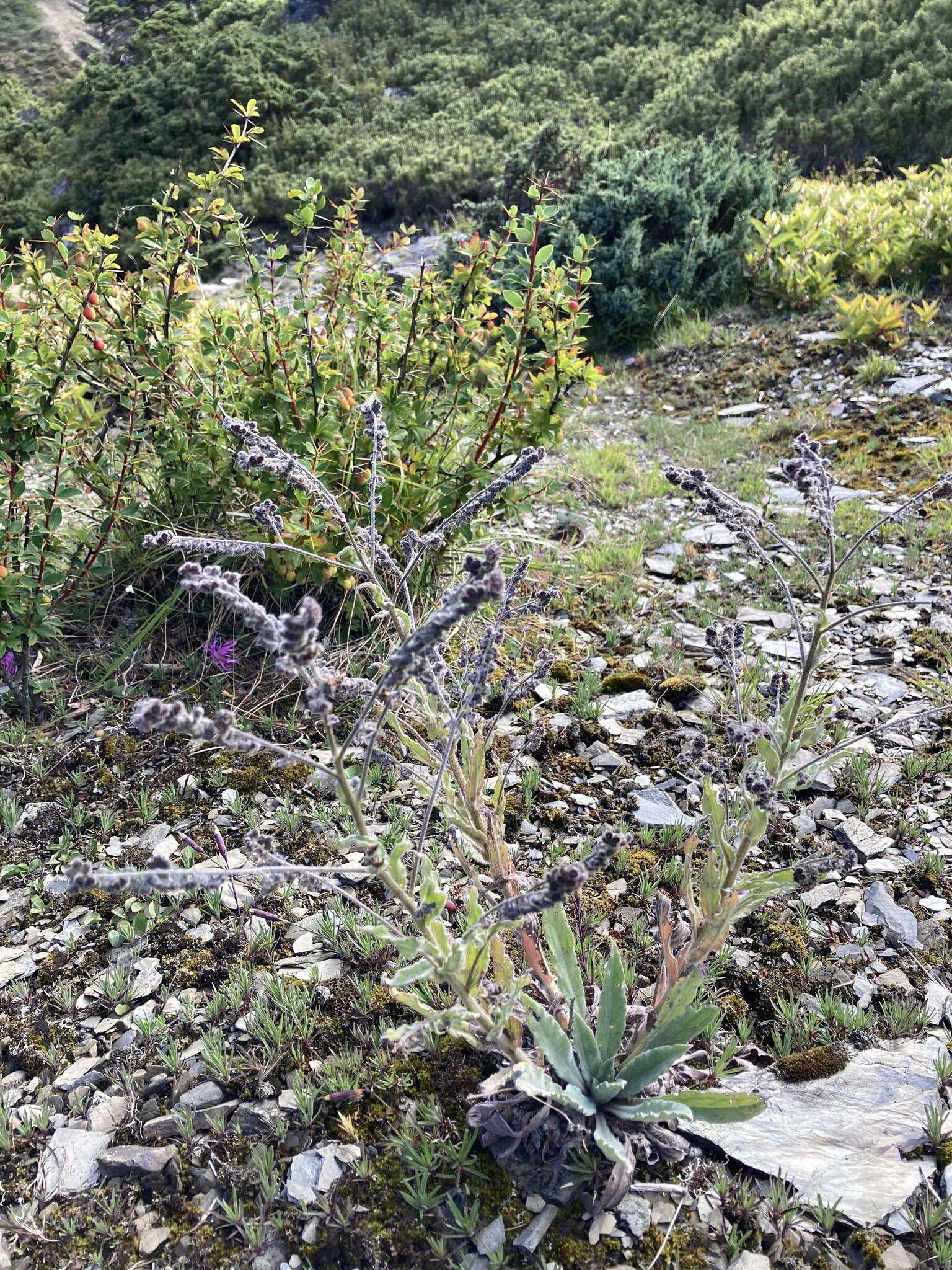 Image de Cynoglossum alpestre Ohwi