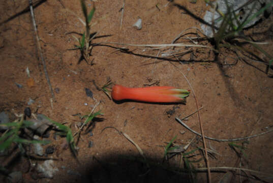 Image of Aloe lineata var. lineata