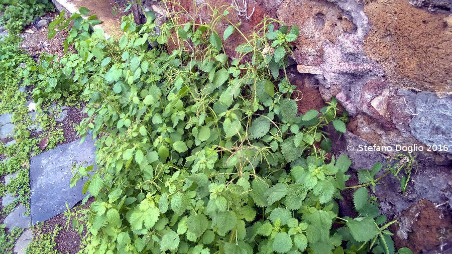 Image of Urtica membranacea Poir.