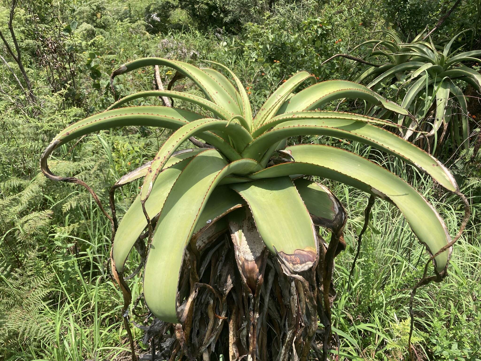 Image of Aloe alooides (Bolus) Druten