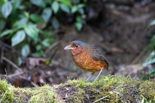 Image of Giant Antpitta