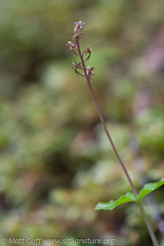 Image of Lesser Twayblade