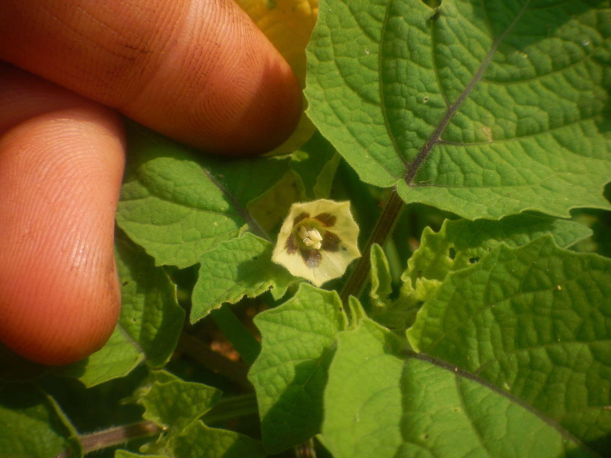 Image of strawberry-tomato