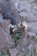 Image of Rosularia platyphylla (Schrenk) Berger