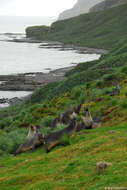 Image of Antarctic Fur Seal