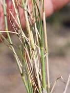 Image of Australian lovegrass