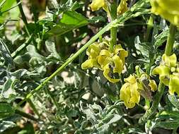 Image of Matthiola caspica (N. Busch) Grossh.