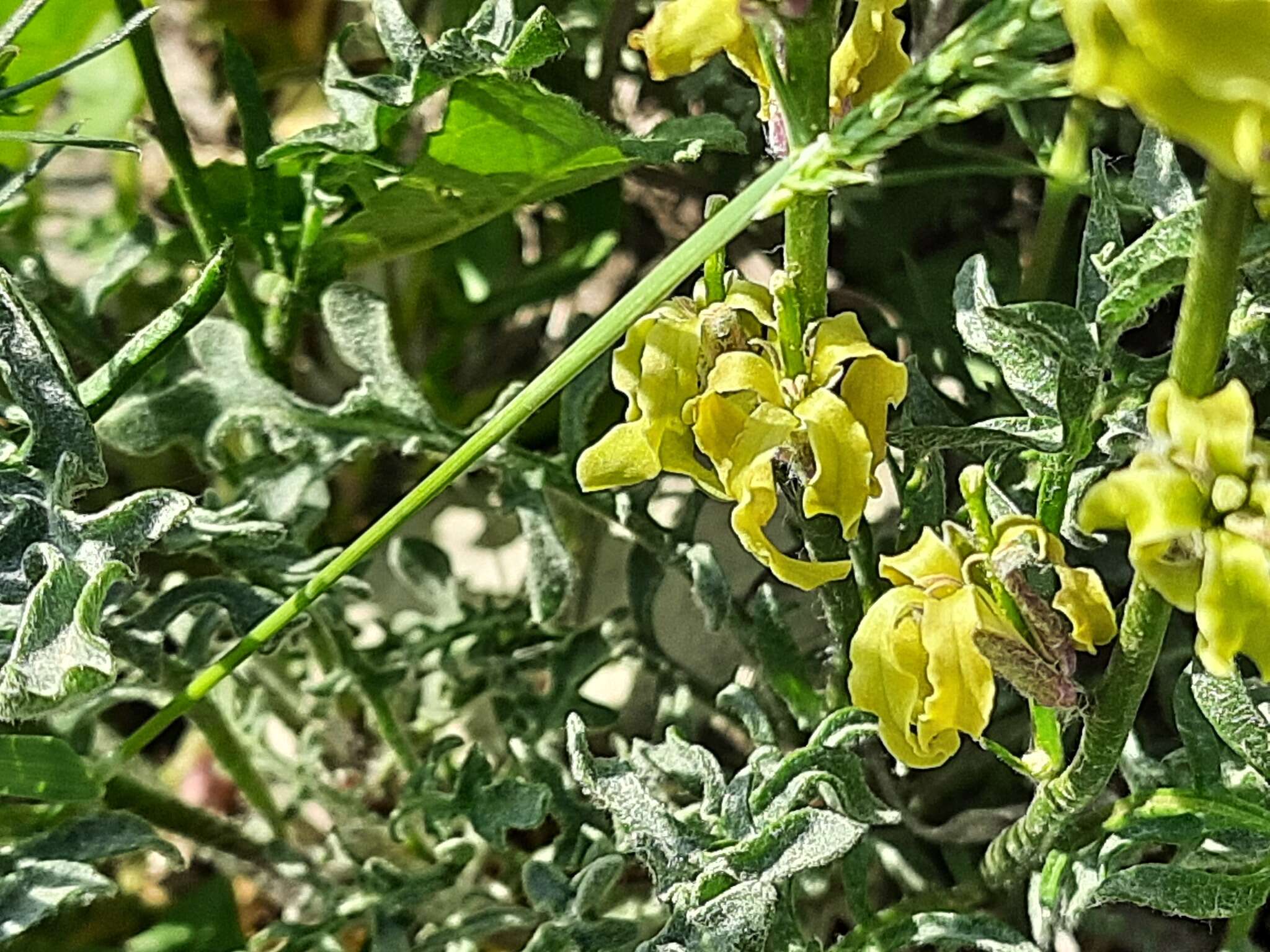 Image of Matthiola caspica (N. Busch) Grossh.