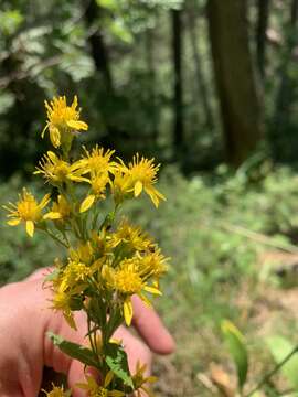 Imagem de Solidago virgaurea subsp. caucasica (Kem.-Nath.) Greuter