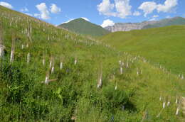 Image of Eremurus tianschanicus Pazij & Vved. ex Pavlov