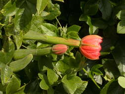 Image of passionflower