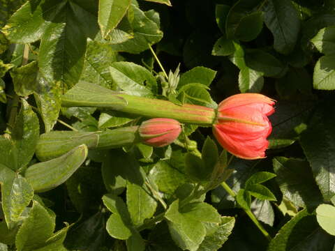 Imagem de Passiflora mixta L. fil.