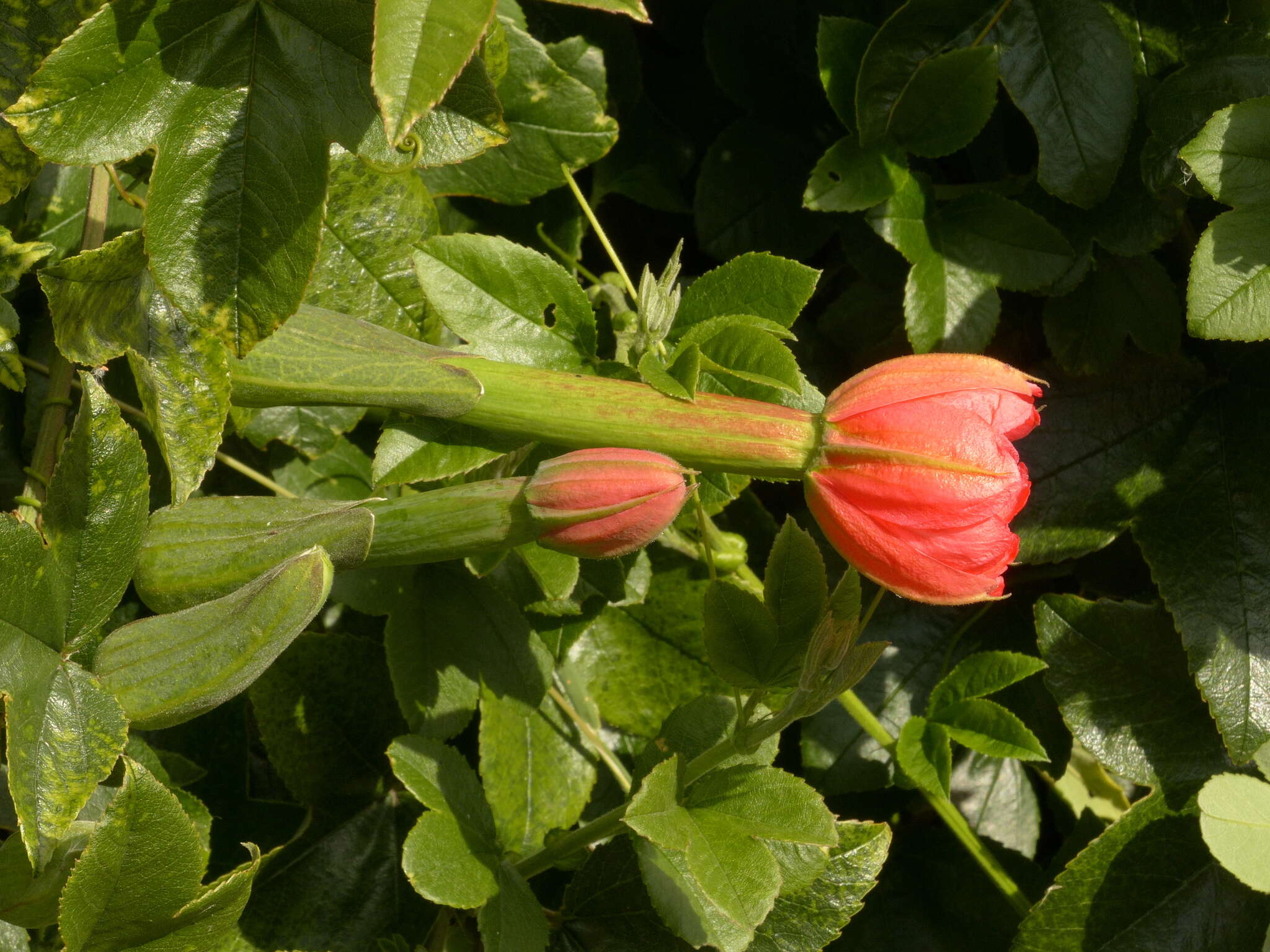 صورة Passiflora mixta L. fil.